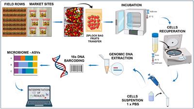 Bacterial community changes in strawberry fruits (Fragaria × ananassa variety “Monterey”) from farm field to retail market stands, an indicator of postharvest contamination